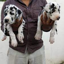 Great Dane dog breeder in Pune