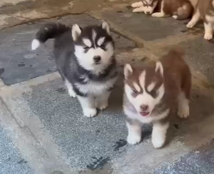 Siberian Husky dog for sale in Pune