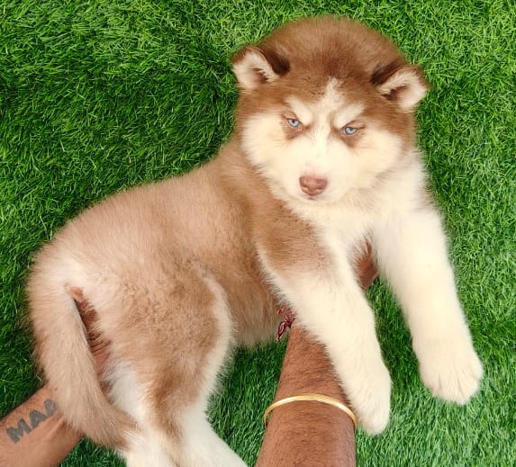Siberian Husky price in India