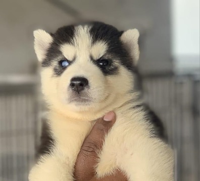 Siberian Husky male puppy price in India