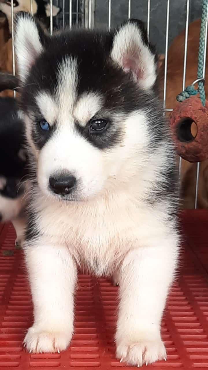 Siberian Husky dog kennel in India