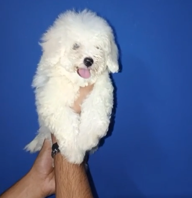 Maltese male puppy price in India