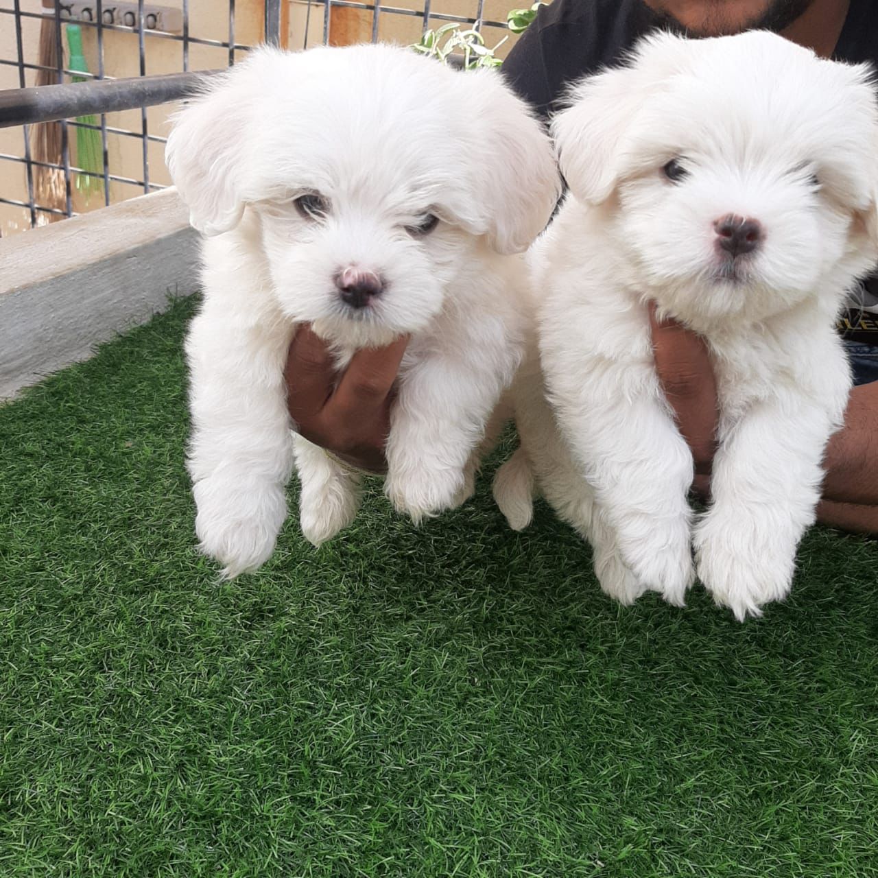 Maltese online pet store in India