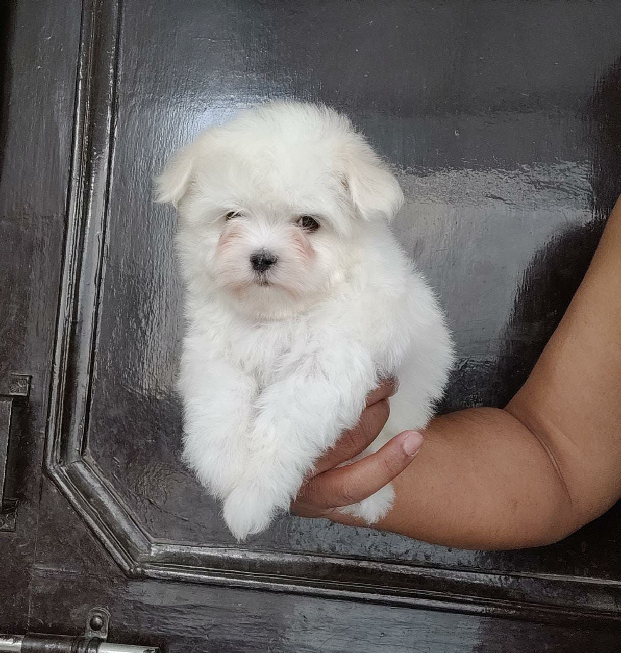 Maltese female puppy price in India