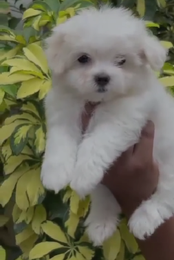 Maltese Puppy in Pune