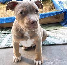 Pitbull dog price in India