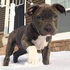 buy Pitbull dog online in India