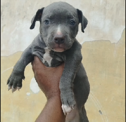 Pitbull female puppy price in India