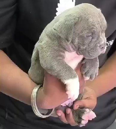 Pitbull dog for sale in India