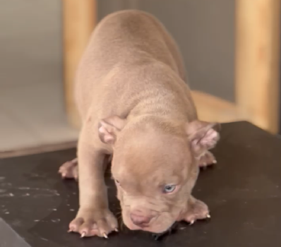 Pitbull online pet store in India