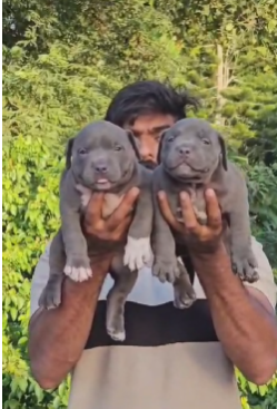 Pitbull dog puppy in Pune