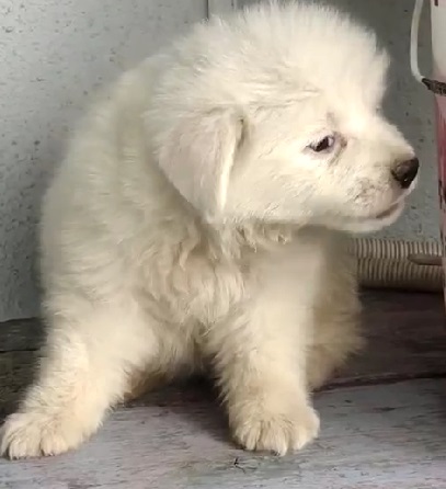 pomeranian price in pune.