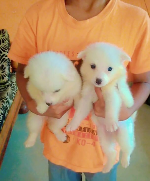pomeranian puppy price in pune.
