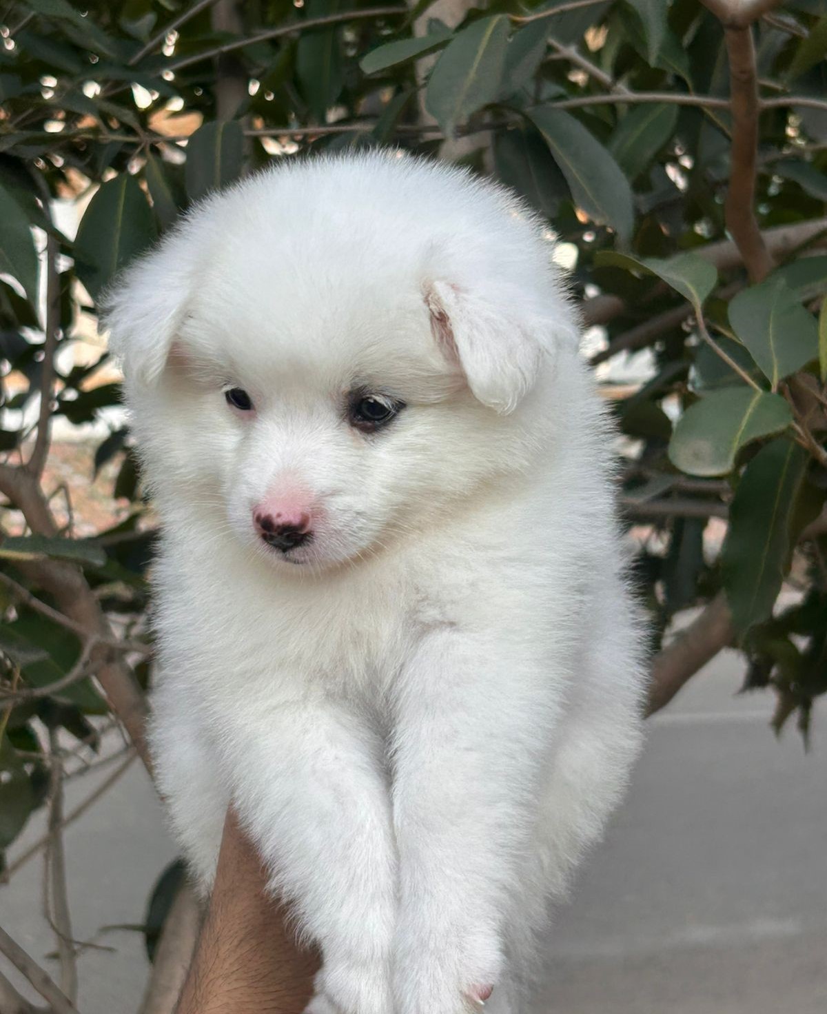 pomeranian dog price in pune.