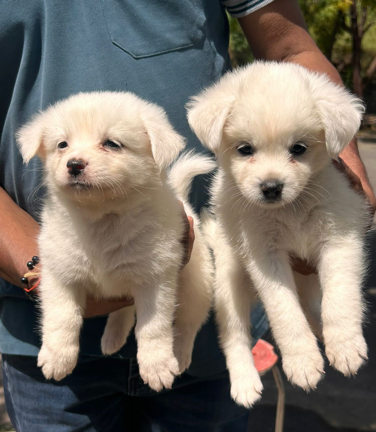 pomeranian dog for sale online in Pune