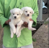 pomeranian dog breeder in Pune