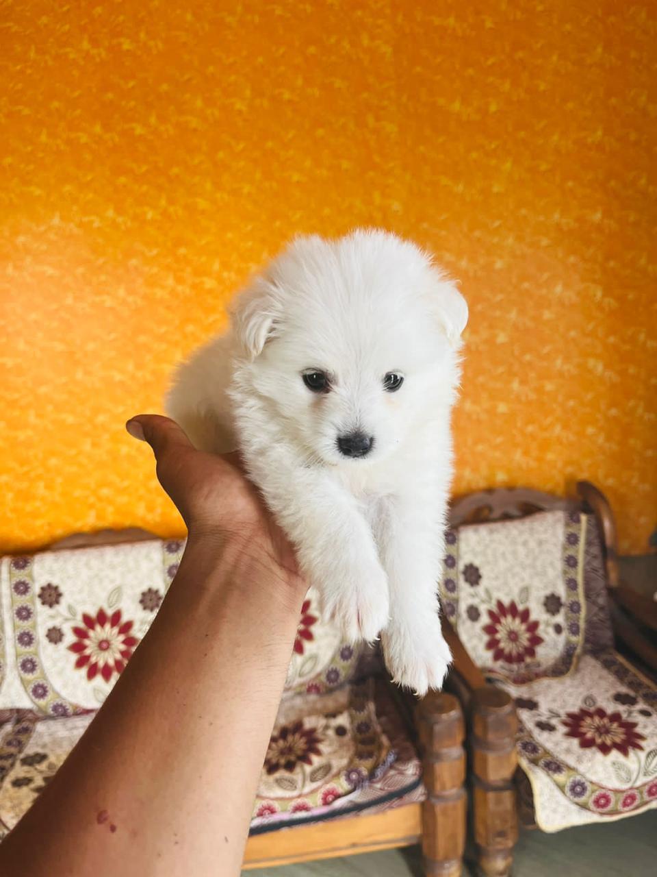 pomeranian male puppy price in Pune