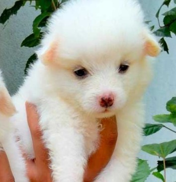 Pomeranian dog price in Bangalore