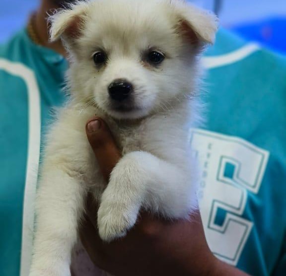Pomeranian dog for sale in Bangalore