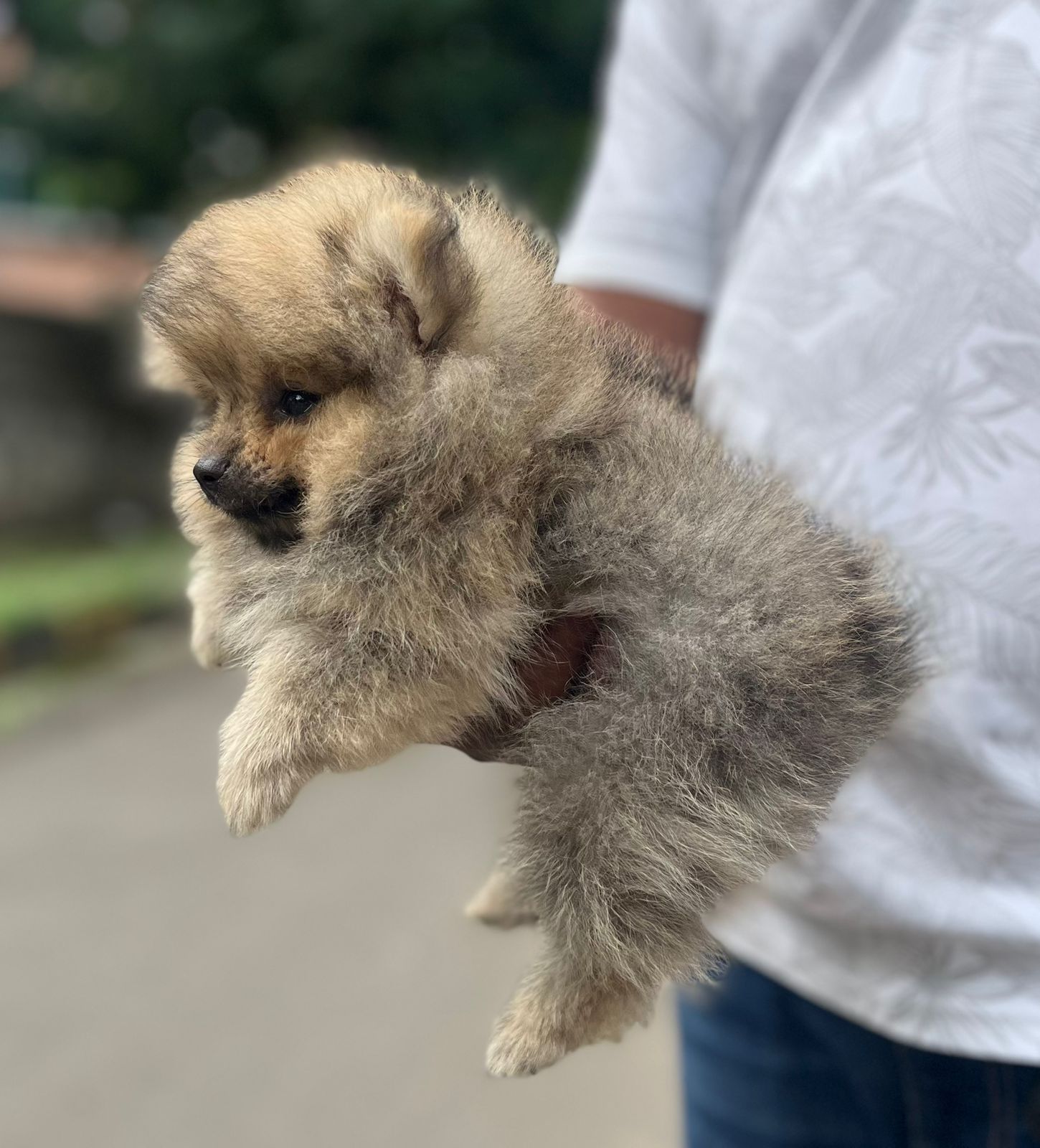 Pomeranian dog kennel in India