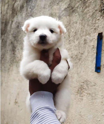 Pomeranian price in Dehu - pune.