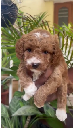 Poodle dog price in Moshi - Pune