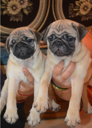 pug puppy for sale in pune.