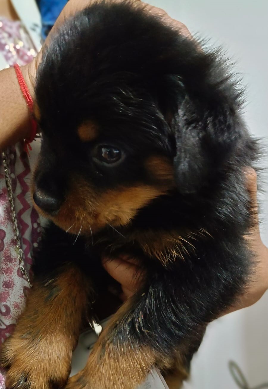 rottweiler puppy price in pune.