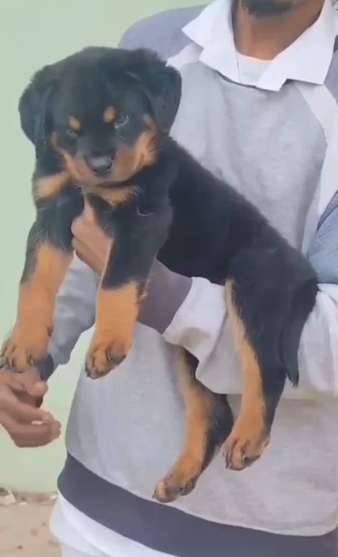 rottweiler dog price in pune.