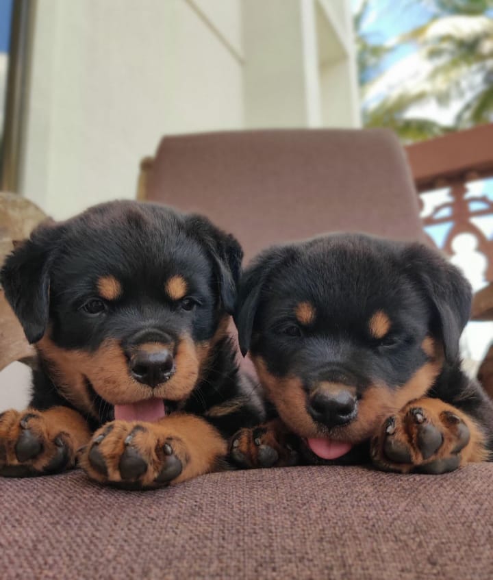 Rottweiler dog for sale online in Pune