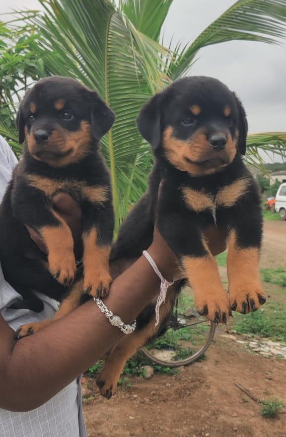 Rottweiler dog breeder in Pune