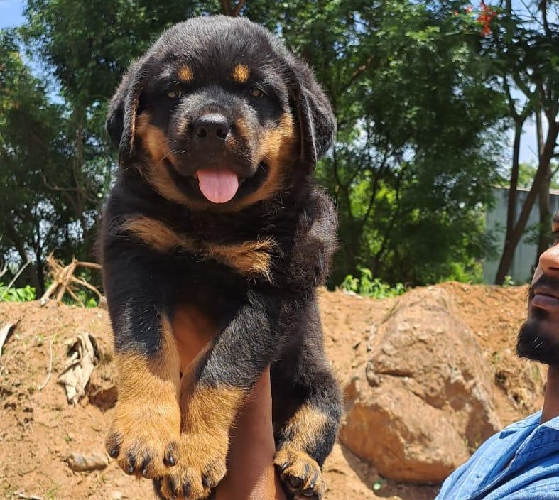 Rottweiler pet shop in Pune