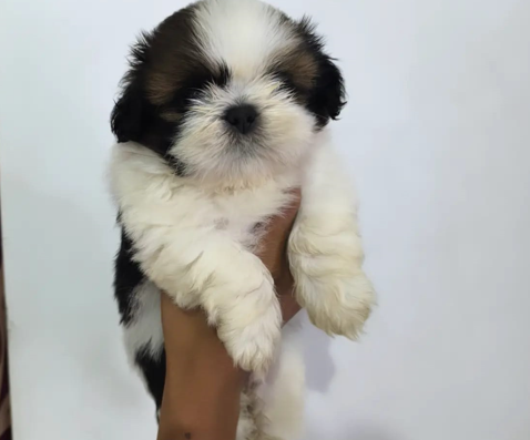 Shih Tzu male puppy price in India