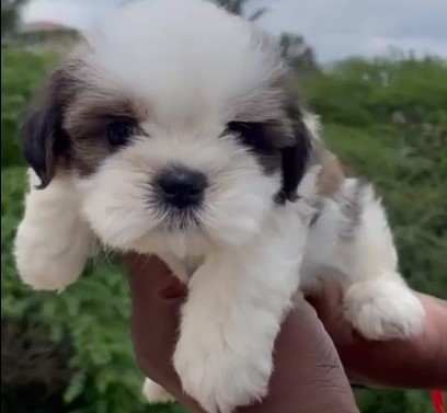 Shih Tzu dog price in India