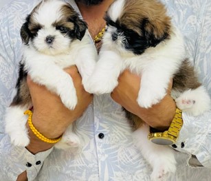 Shih Tzu dog for sale in India