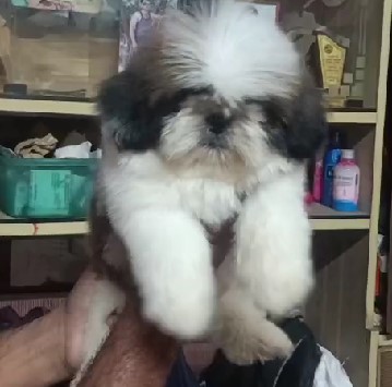 Shih Tzu female puppy price in India