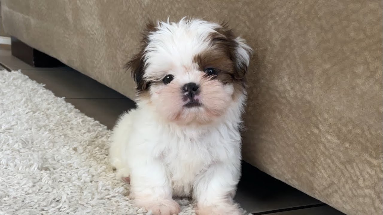 Shih Tzu price in Pune