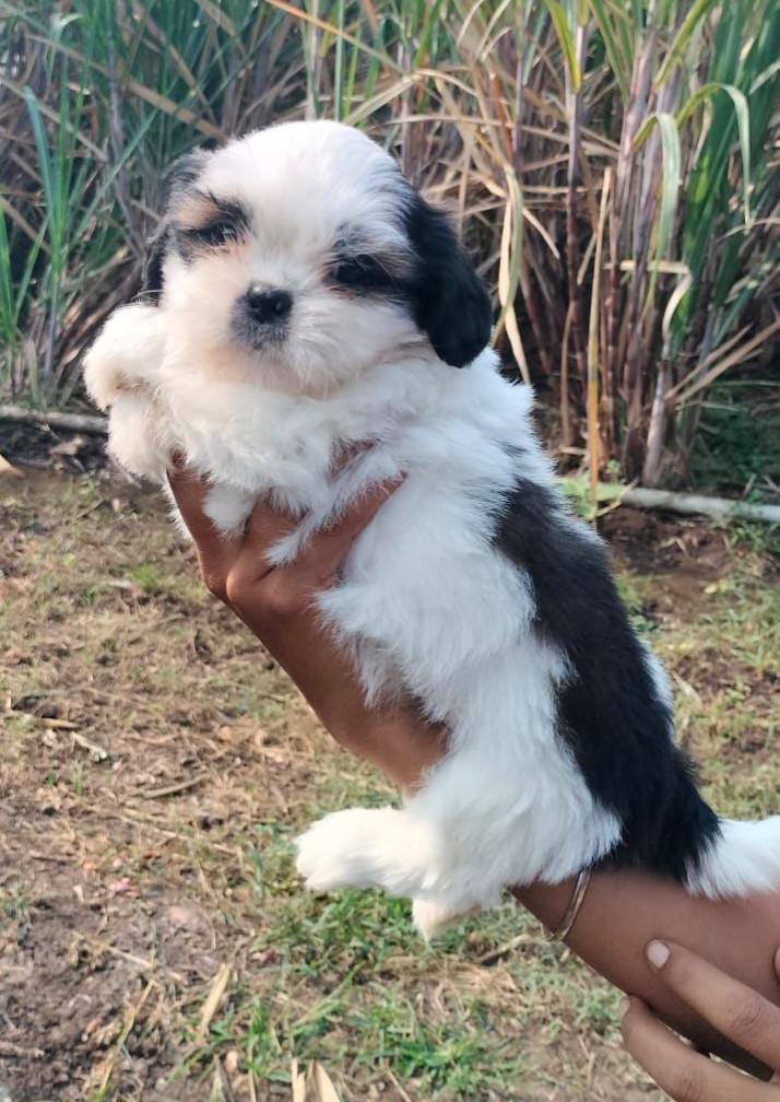 Shih Tzu dog price in Pune