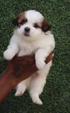 Shih Tzu dog breeder in Pune