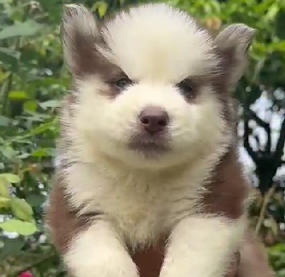 Siberian Husky puppies for sale in Bangalore