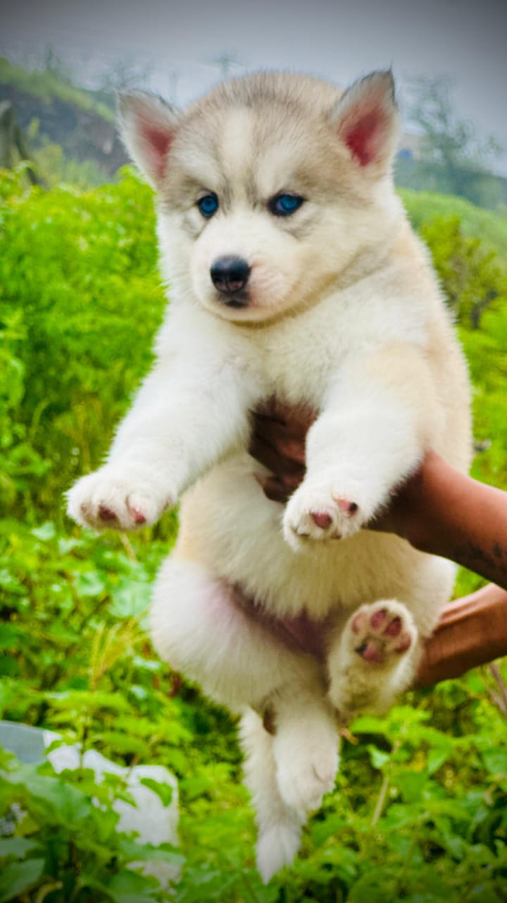 buy Siberian Husky online in India