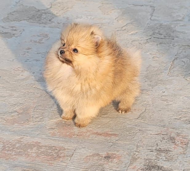 Toy Pomeranian dog breeders in Bangalore