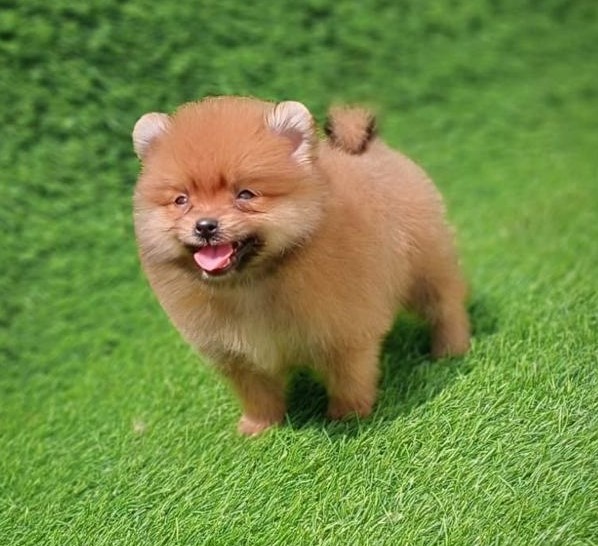 Toy Pomeranian dog price in Bangalore