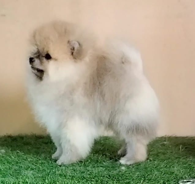 Toy Pomeranian puppy price in India