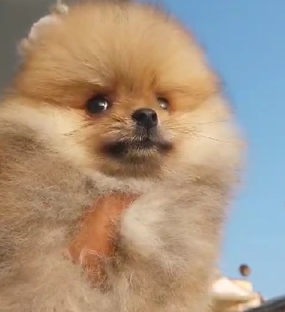 buy Toy Pomeranian online in India