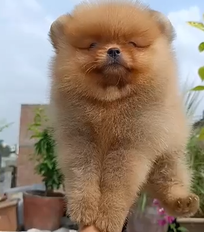 Toy Pom dog price in India