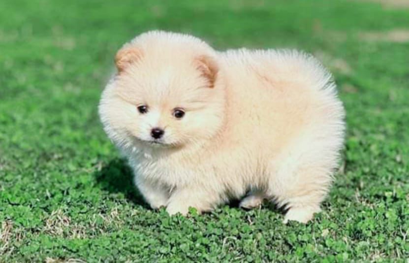 Toy Pomeranian dog kennel in India