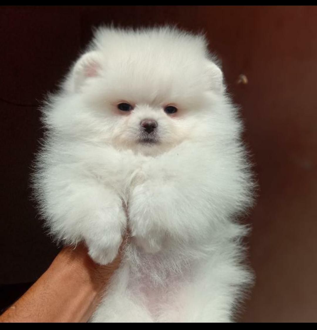 Toy Pomeranian online purchase in India