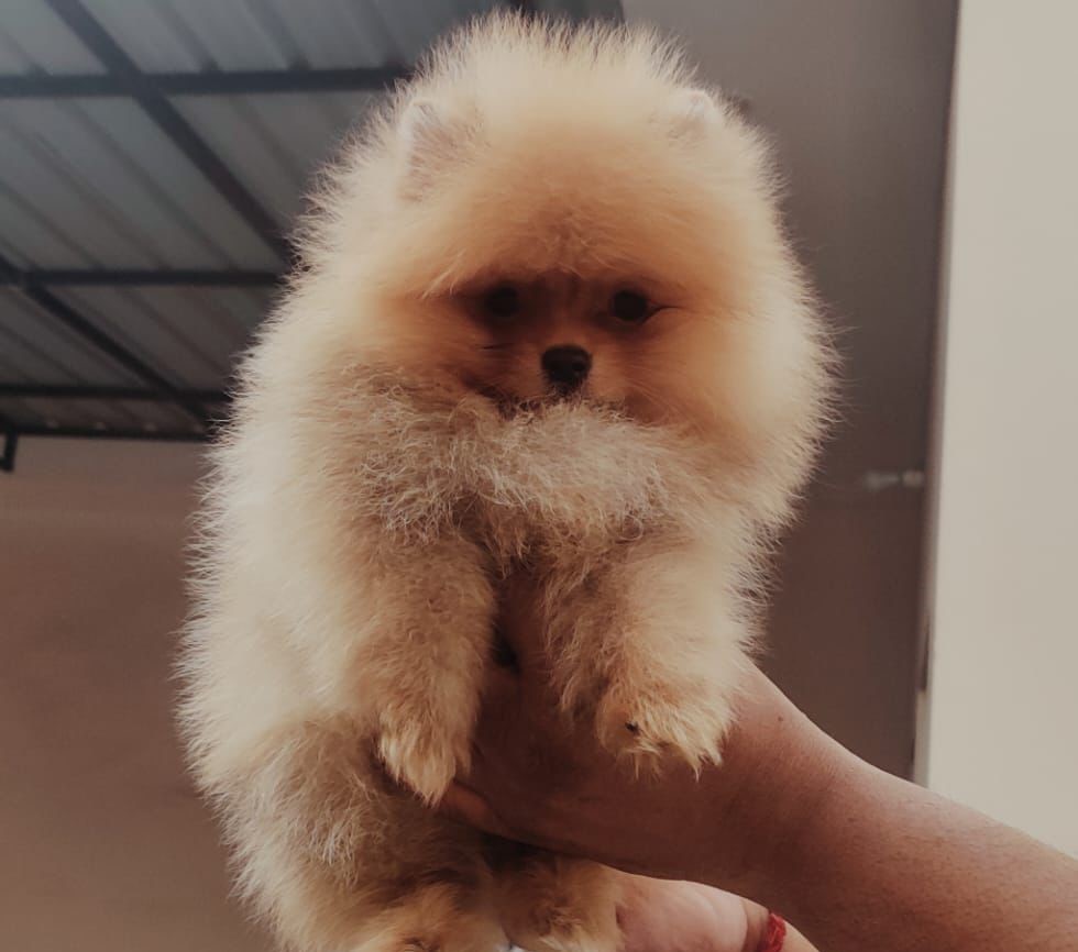 Toy Pomeranian female puppy price in India