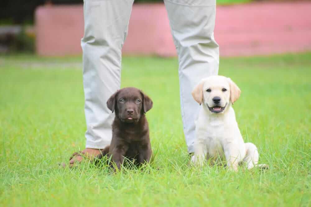  Puppies For Sale in Pune